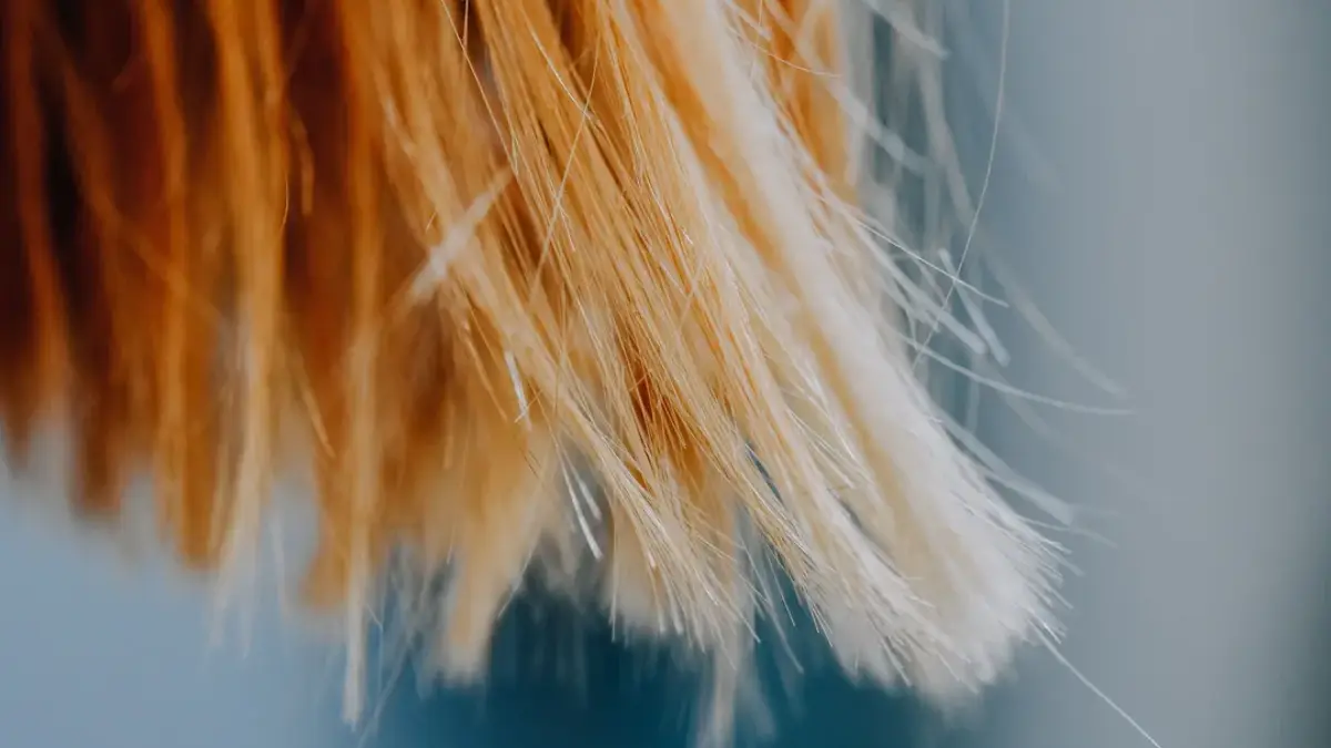 Close-up of dry frizzy blonde hair ends