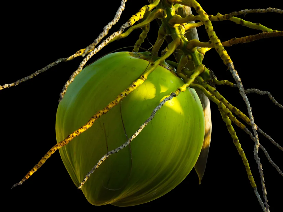 Coconut Oil for Skin: Body Moisture Ritual and Honest Verdict