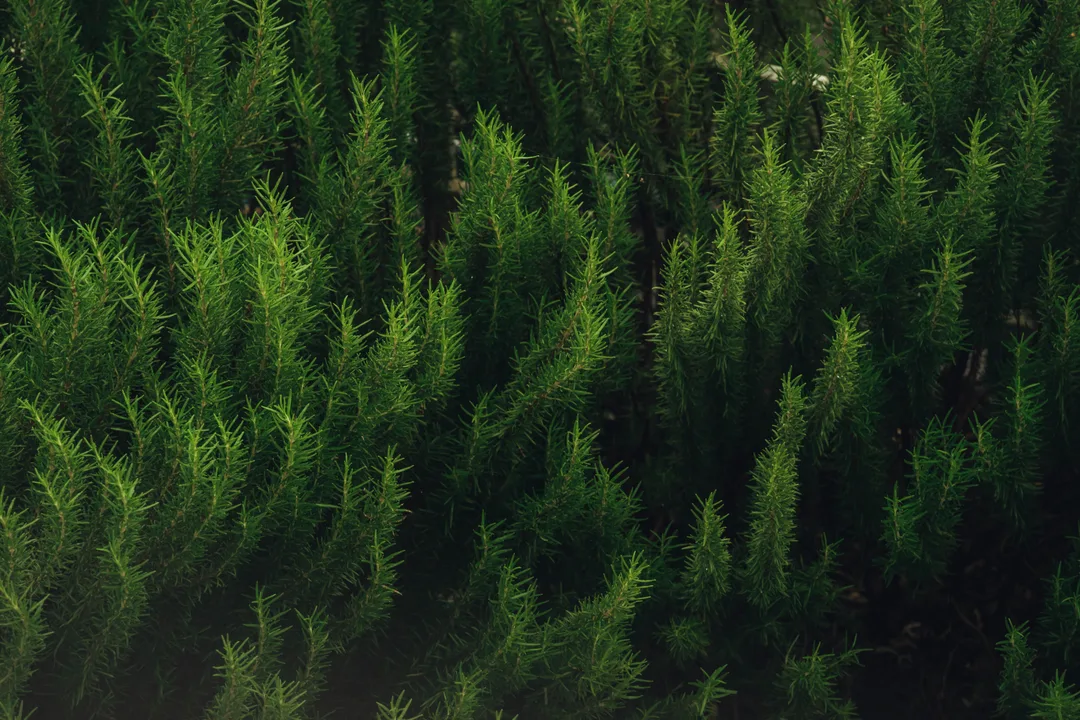 Rosemary Oil for Scalp: Stimulation Ritual and Honest Verdict